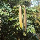 Oroxylum Midnight Indicums Ornamental Tree Tropical Grow As A Patio 5 Seeds Rare Indoor Outdoor Gard