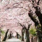 Cherry Akebono Boasting Masses Of Large Soft Pink Semi Double Flowers 2 1/2" Pot Indoor Outdoor Gard