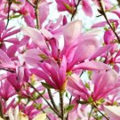 Magnolias Ann Deciduous Shrub With Fragrant Flowers Desired Shapes Tree 2.5" Pot Indoor Outdoor Gard