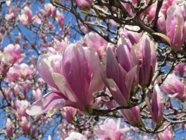 Magnolia Jane Specimens Tree Was Developed Be A Lovely Yet Shrub 25'' Pot Indoor Outdoor Garden