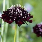 Scabiosa Showy Flowers Ace Of Spades Pincushion 50 Seeds Indoor Outdoor Garden
