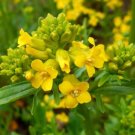 Cress Green Cream Winter To Grow Make An Attractive Addition 15 Seeds Indoor Outdoor Garden