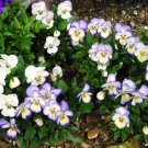 Magnifico Violas Hybrid Belongs To Violet Family Has A Delicate Scent 20 Seeds Indoor Outdoor Garden