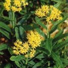 Asclepias Butterflys Hello Flowers Yellow Needs Good Drainage 20 Seeds Indoor Outdoor Garden