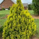 Arborvitae Golden Make Bright Privacy Hedge Live Evergreen Tree Quart Pot Indoor Outdoor Garden Arborvitae Golden Make Bright Privacy Hedge Live Evergreen Tree Quart Pot Indoor Outdoor Garden