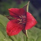 Trilliams Furroweds Erectums Barksdale'S Robin Wake 5 Trillium Sulcatum Indoor Outdoor Garden