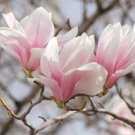 Soulangeanas Magnolias A Landscapes Show Stoppers Sil Gray Bark 1 Gallon Pot Indoor Outdoor Garden