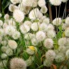 Grass Tails Bunnys Ornamentals Excellent Soft Furry Flower Heads 20 Seeds 250 Mg Indoor Outdoor Gard