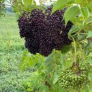 Canadensis Sambucus Elderberrys Pruned Into A Singles Small Stems Tree Quart Pot Indoor Outdoor Gard Canadensis Sambucus Elderberrys Pruned Into A Singles Small Stems Tree Quart Pot Indoor Outdoor Gard