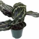 Calathea Veitchiana Prayer Medallion Live Plant 4" Pot Indoor Outdoor Garden