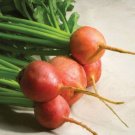 Touchstone Beet Organic Gold Milder Than Red Beets With Sweet Flavor 1 Gram Seed Indoor Outdoor Gard Touchstone Beet Organic Gold Milder Than Red Beets With Sweet Flavor 1 Gram Seed Indoor Outdoor Gard