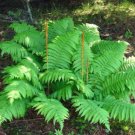 Osmundastrum Cinnamon Fern Cinnamomeum Long Fronds Are Blue Green 5 Rhizome Root Indoor Outdoor Gard