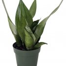 Sansevierias Snake Moonshine Almost Impossible To Kill Live Plant 4" Pot Indoor Outdoor Garden