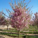 Cherrys Flowering Doubles Flowered Autumnalis Multiple Trunk Rounds Canopys Tree Indoor Outdoor Gard