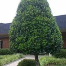 Holly Fosters One Of The Better Cultivars Small Glossys Linears Leaves Quart Pot Indoor Outdoor Gard