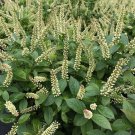 Unconventional Itea Noted Sweetspire Mizzy Virginicas Live Plant 4" Pot Indoor Outdoor Garden
