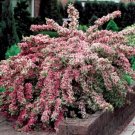 Weigels Pink Variegated Weigela Compact Rounded Deciduous Shrub Quart Pot Indoor Outdoor Garden