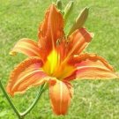 Daylily Hemerocallis Fulva Wildly Known Flower 50 Wild Orange Root System Indoor Outdoor Garden