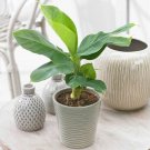 Musa Patio Tropicana Bananas And Great House Live Plant 6" Pot Indoor Outdoor Garden