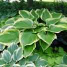Hosta Victory Lavender Lush Foliage In Diverse Color Live Plant Quart Pot Indoor Outdoor Garden
