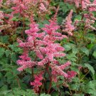 Astilbe Largo Pink Gorgeous Fernys Foliage Blooming S Live Plant Quart Pot Indoor Outdoor Garden