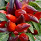 Pepper Ornamental Wicked Large Fruit That Start Purple Matures To Red 10 Seeds Indoor Outdoor Garden