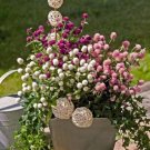 Gomphrena Las Vegas Globosa Mixture Series Big Full Blooms 30 Seed Indoor Outdoor Garden