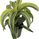 Dracaena Deremensis Lemon Dragon Surprise Tree House Live Plant 4" Pot Indoor Outdoor Garden