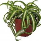 Spider Curly Bonie Chlorophytum Comosum Clean Air Live Plant 375" Pot Indoor Outdoor Garden Spider Curly Bonie Chlorophytum Comosum Clean Air Live Plant 375" Pot Indoor Outdoor Garden