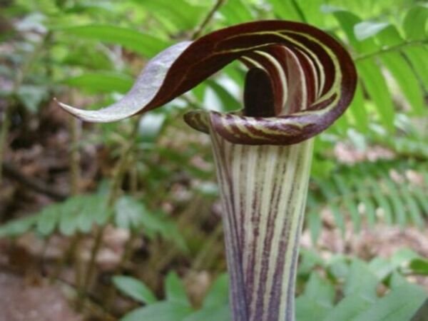 Arisaema Turnips Triphyllums Flowering Stemless Plant 5 Jack In The Pulpit Bulbs Indoor Outdoor Gard