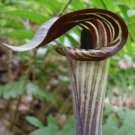Arisaema Turnips Triphyllums Flowering Stemless Plant 5 Jack In The Pulpit Bulbs Indoor Outdoor Gard