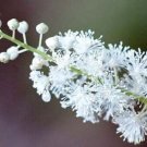 Bugbane Snakerot American Native Bugbane Wild 5 Black Cohosh Bulb Root Indoor Outdoor Garden Bugbane Snakerot American Native Bugbane Wild 5 Black Cohosh Bulb Root Indoor Outdoor Garden