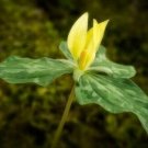 Wild Flowers Luteums Pure Yellow Blooms Fragrant Lemon Scenteds 5 Trillium Bulbs Indoor Outdoor Gard