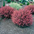 Barberrys Rose Thunbergii Rosey Glows Deciduous Shrub S Berberis Quart Pot Indoor Outdoor Garden