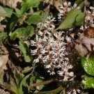 Procumbens Pachysandras Buxaceaes Is A Flowering Plant 5 Allegheny Spurges Roots Indoor Outdoor Gard