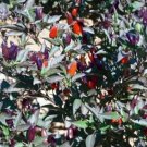 Olive Pepper Hot Capsaicinoids Ornamental And Edible Or Vegetable 10 Seed Indoor Outdoor Garden