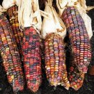 Corn Ornamental Earth Tones With An Exceptional Mix Of Colors 100 Seeds Indoor Outdoor Garden Corn Ornamental Earth Tones With An Exceptional Mix Of Colors 100 Seeds Indoor Outdoor Garden