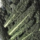 Di Toscana Nero A Cross Between Cabbage And Kale Extremely Winter 100 Seed Indoor Outdoor Garden Di Toscana Nero A Cross Between Cabbage And Kale Extremely Winter 100 Seed Indoor Outdoor Garden