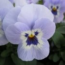 Violas La Marinas Shangris Features A Vigorous Mounding Habit 20 Seeds Indoor Outdoor Garden