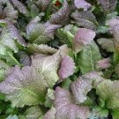 Mustard Brass Brazens Ornamental Reddish Purple Leaves Green Undersides 50 Seeds Indoor Outdoor Gard Mustard Brass Brazens Ornamental Reddish Purple Leaves Green Undersides 50 Seeds Indoor Outdoor Gard