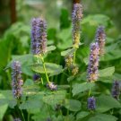 Hyssop Licorice Anise Agastacges Foeniculums Traditional Bluish Purple 100 Seeds Indoor Outdoor Gard