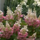 Hydrangea Winky Pinky Paniculata Shrub Two Tone Flower Panicles Quart Pot Indoor Outdoor Garden