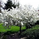 Crabapple Sargent Spring Stars With Clusters Of Fragrant White Flowers Quart Pot Indoor Outdoor Gard
