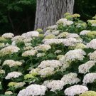 Hydrangea Wee Invincibelle Start White And Age To Shades Green Pink Out 4" Pot Indoor Outdoor Garden
