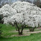 Magnolia Stellata A Shrub That Produce Star Shaped Fragrant Flowers 1 Gallon Pot Indoor Outdoor Gard