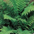 Femina Fathyriuns Filixs Ferns Green To Purple Or Red 20 Bare Root Lady Rhizomes Indoor Outdoor Gard Femina Fathyriuns Filixs Ferns Green To Purple Or Red 20 Bare Root Lady Rhizomes Indoor Outdoor Gard