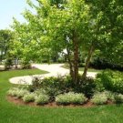 Betulanigra Birch Clump Multi Stems Tree Grows Naturally Along River Banks Quart Indoor Outdoor Gard Betulanigra Birch Clump Multi Stems Tree Grows Naturally Along River Banks Quart Indoor Outdoor Gard