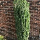 Pencil Holly The Growth Habit Is What Really Sets This Cultivar Apart Quart Pot Indoor Outdoor Garde