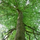 Fagusgrandifolia American Beechs Spreading Canopy Provides Great Shade Quart Pot Indoor Outdoor Gard