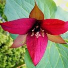 Lily Wood Erectums Wild Flowers Blooms White Into Beautiful 5 Red Trillium Bulbs Indoor Outdoor Gard Lily Wood Erectums Wild Flowers Blooms White Into Beautiful 5 Red Trillium Bulbs Indoor Outdoor Gard